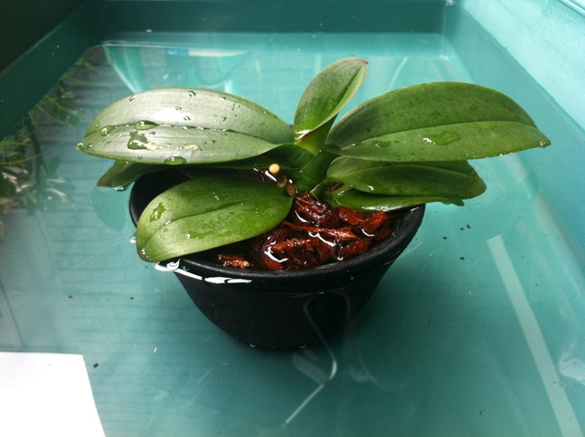 ランラン ランランの水遣り