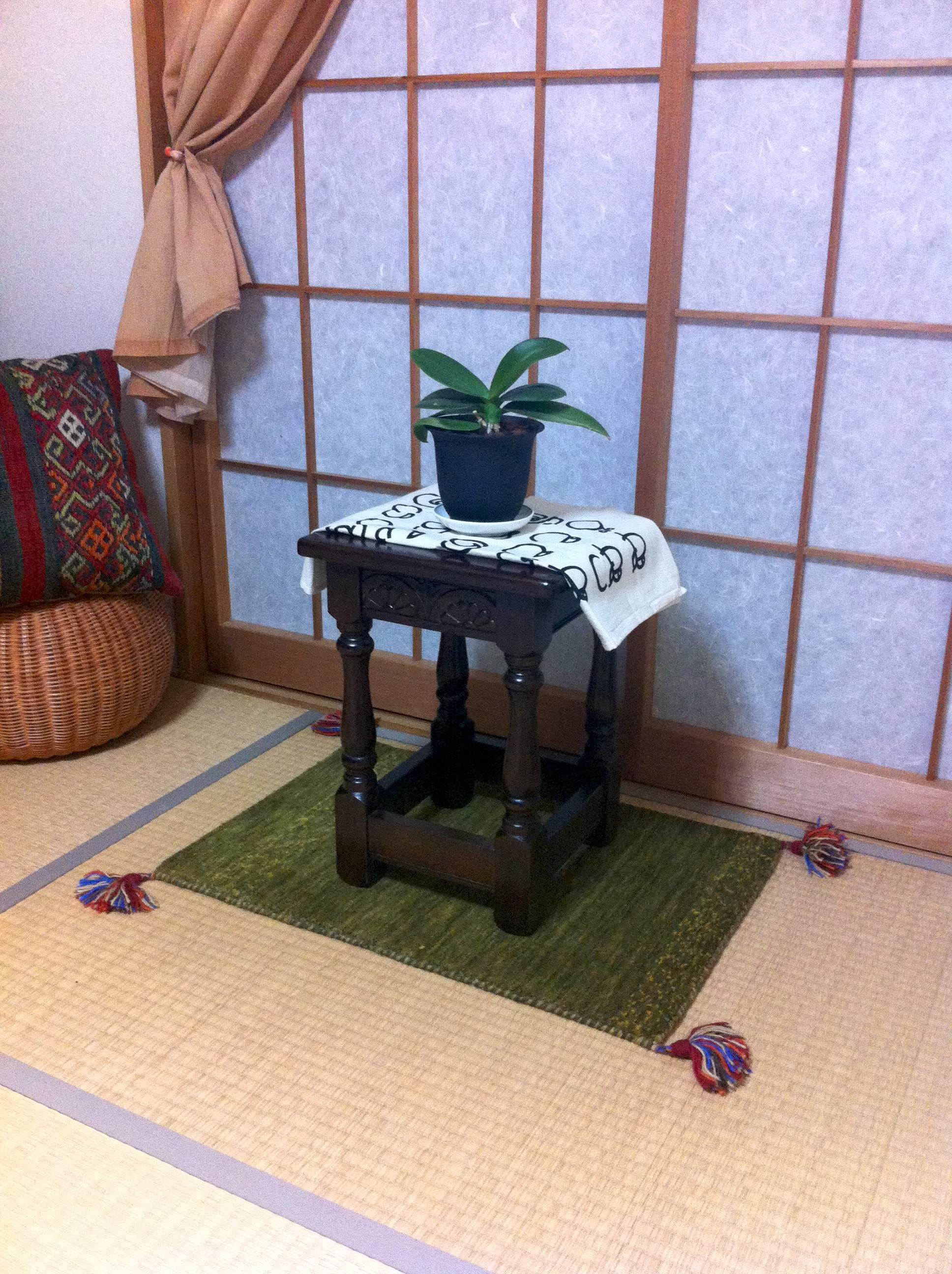 胡蝶蘭1