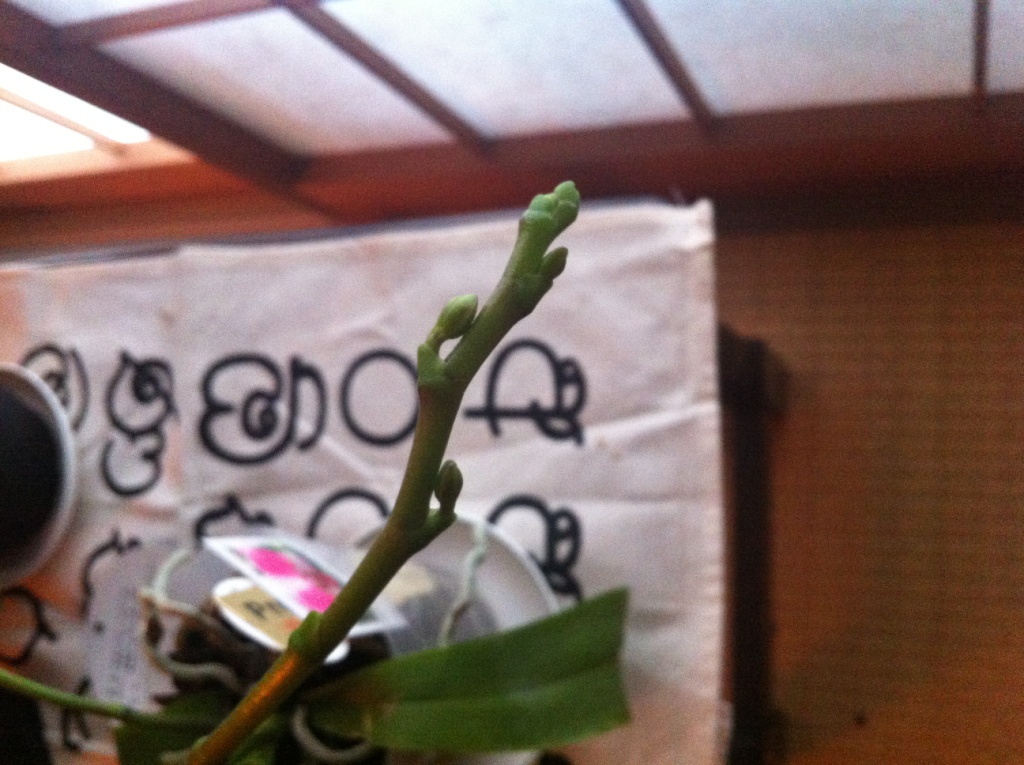 花芽 花芽がふくらんできた様子