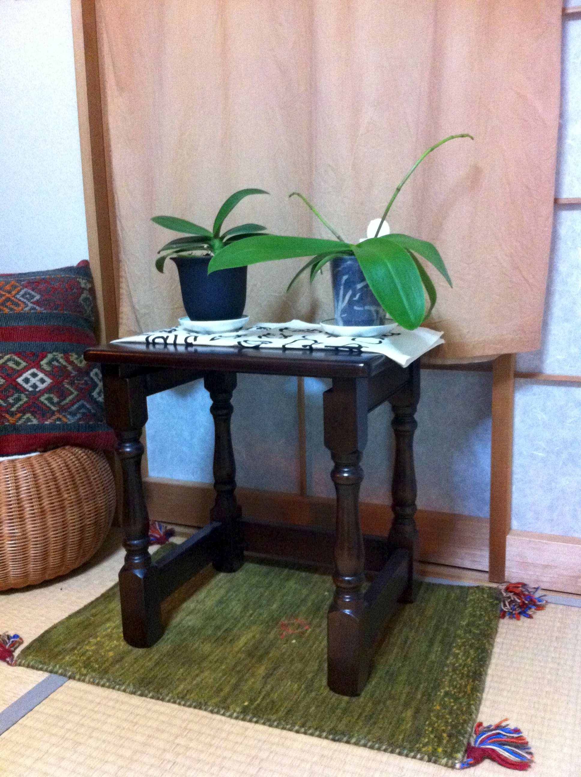 ランランとパレルモ ランランとパレルモ